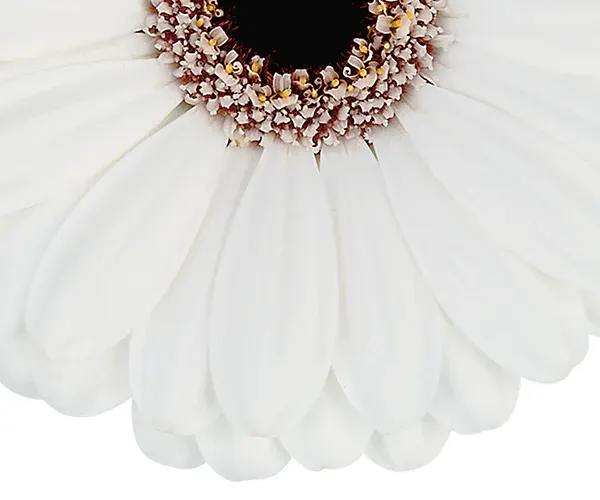 Gerbera white view 3