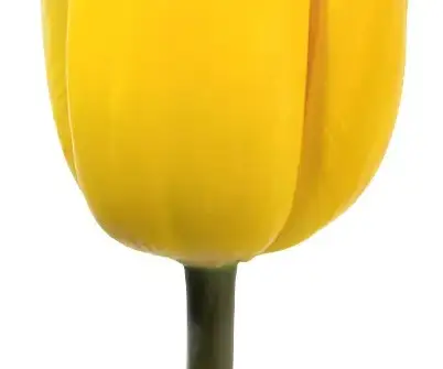 Tulip Yellow view 3