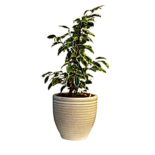 FICUS PLANT