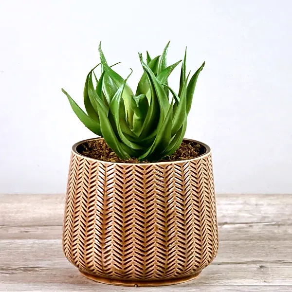 Artificial Aloe Plant view 1