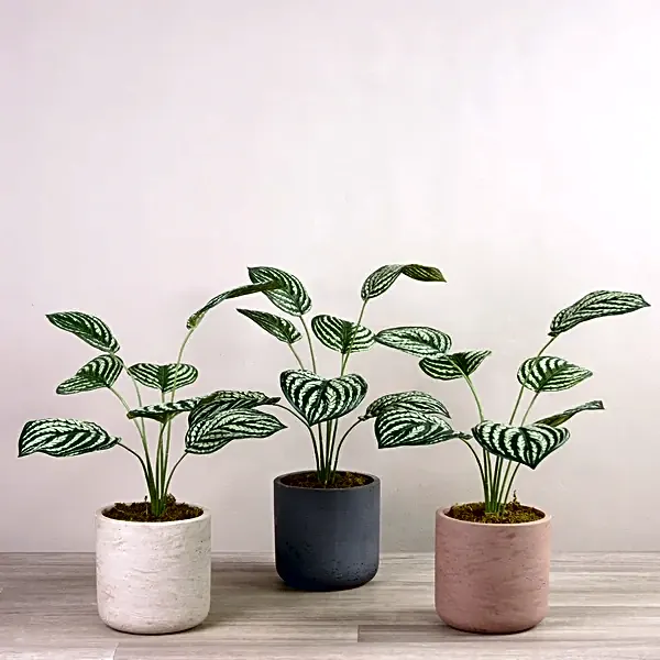 Artificial Peperomia Plant view 1