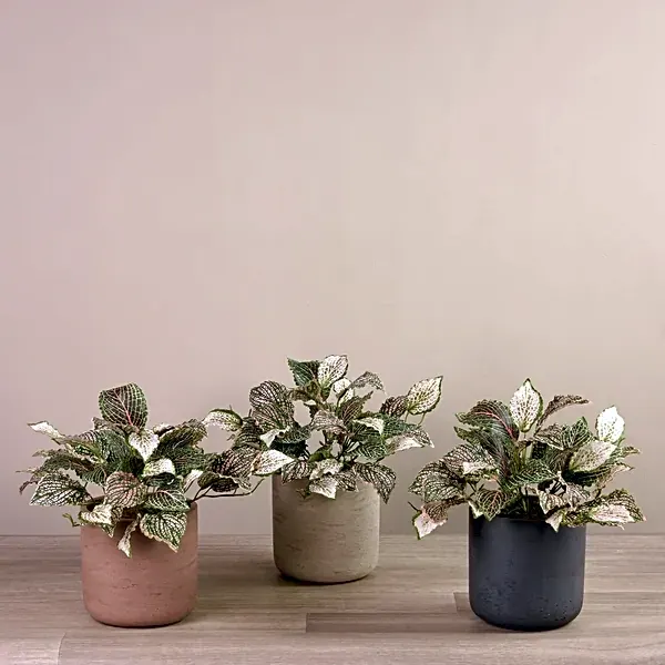 Artificial Fittonia Plant view 1