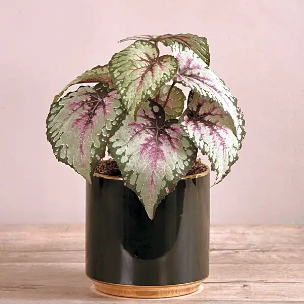 Artificial Begonia Plant view 1