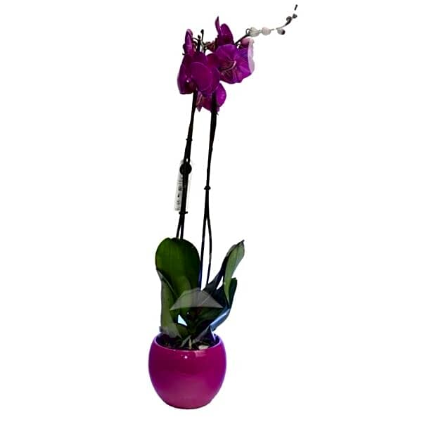 PHALAENOPSIS DARK PURPLE WITH CERAMIC view 1