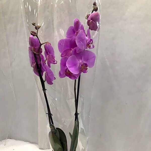 PHALAENOPSIS LIGHT PURPLE WITH CERAMIC view 1