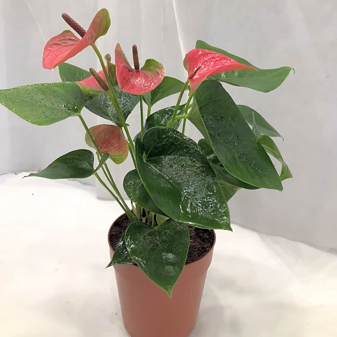 ANTHURIUM view 1