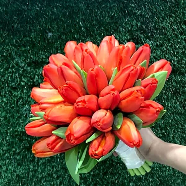 Orange tulip N view 1