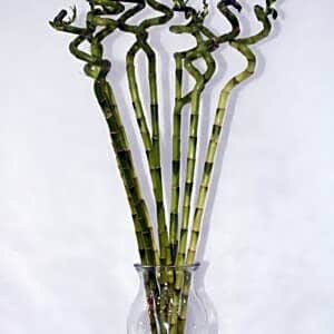 LUCKY BAMBOO WITH GLASS 70CM N view 1