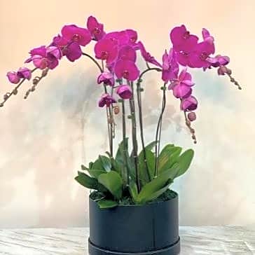 Purple/Dark Pink Orchids view 1