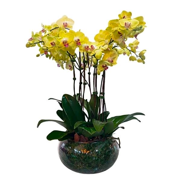 Double Stem Yellow Orchids view 1