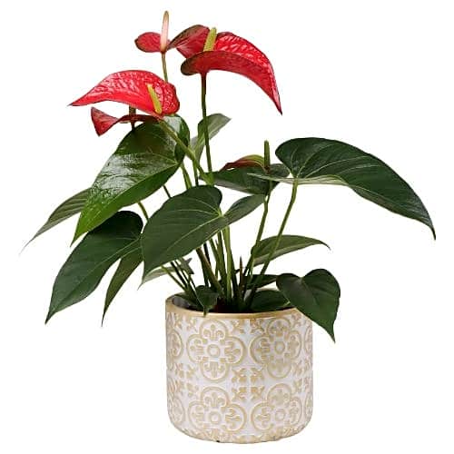 Anthuriam Plant view 1