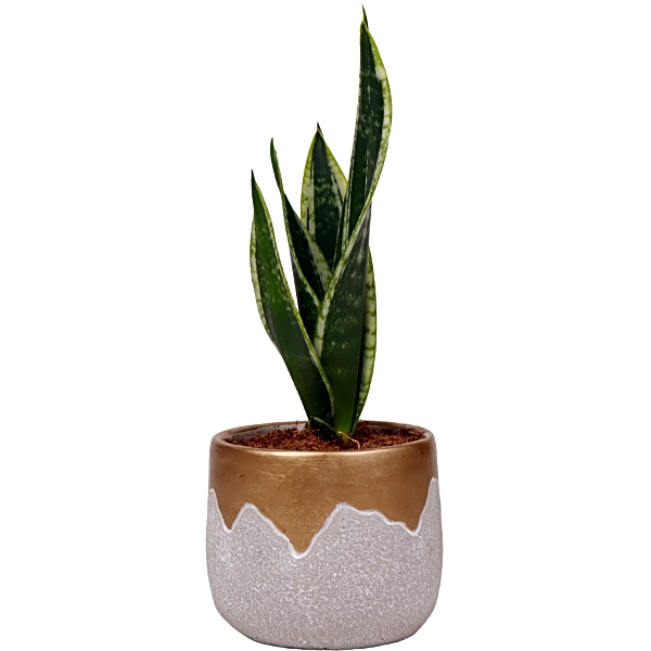 Sansevieria Plant view 1