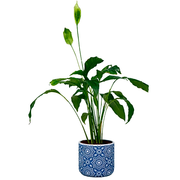 Peace Lily Plant view 1