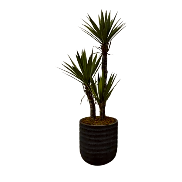 Artificial Yucca Plant. view 1