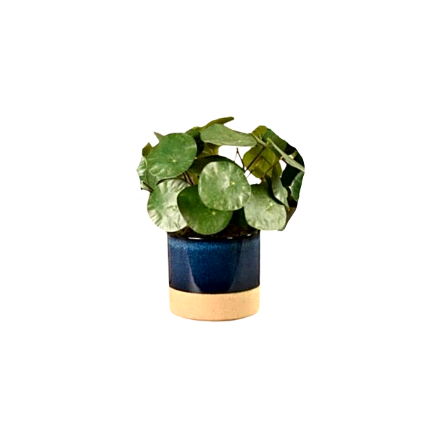 Artificial Pilea Peperomioides Plant. view 1