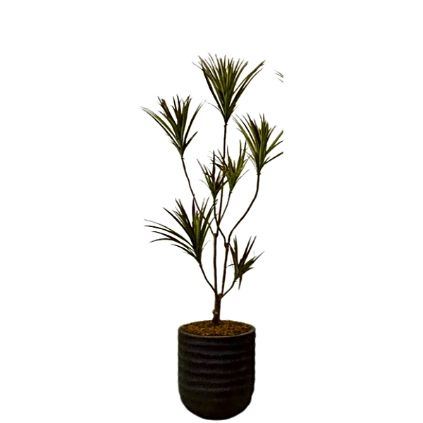 Artificial Dracaena Tree. view 1