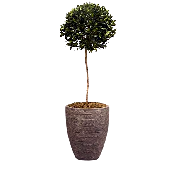 Artificial Laurel Tree. view 1