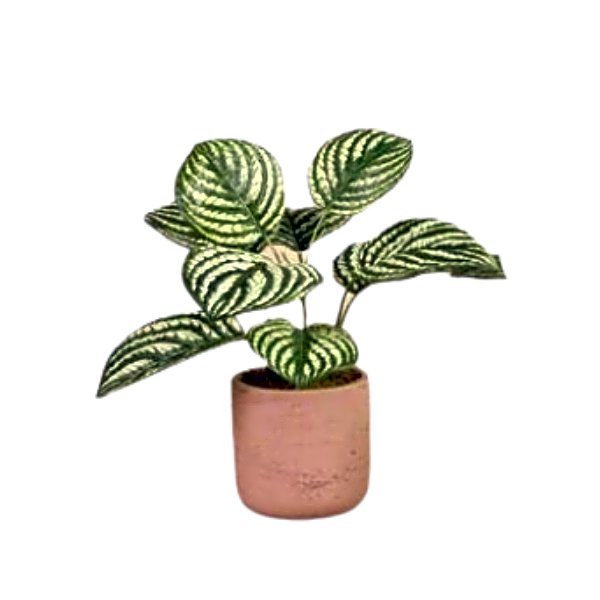 Artificial Peperomia Plant. view 1