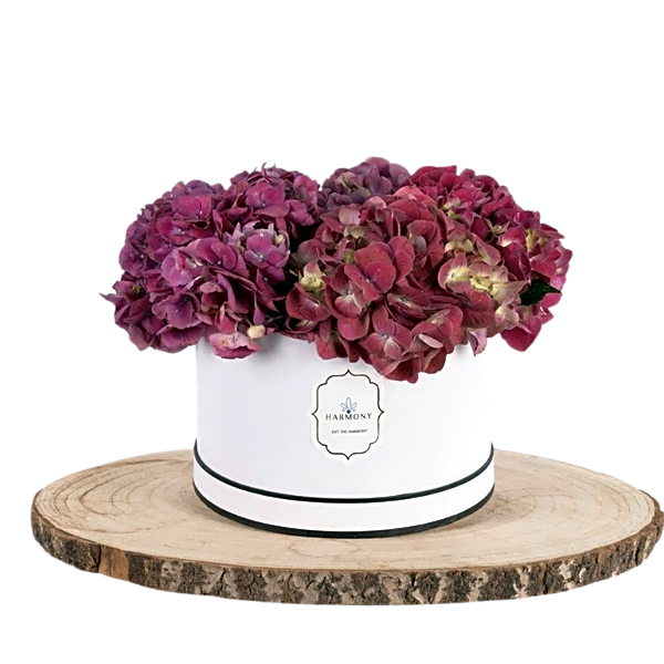 BalcoBloom Hydrangea view 1