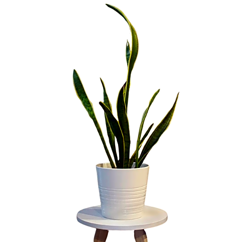 SNAKE PLANT 12