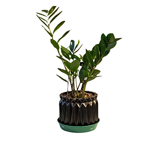 ZUZU PLANT