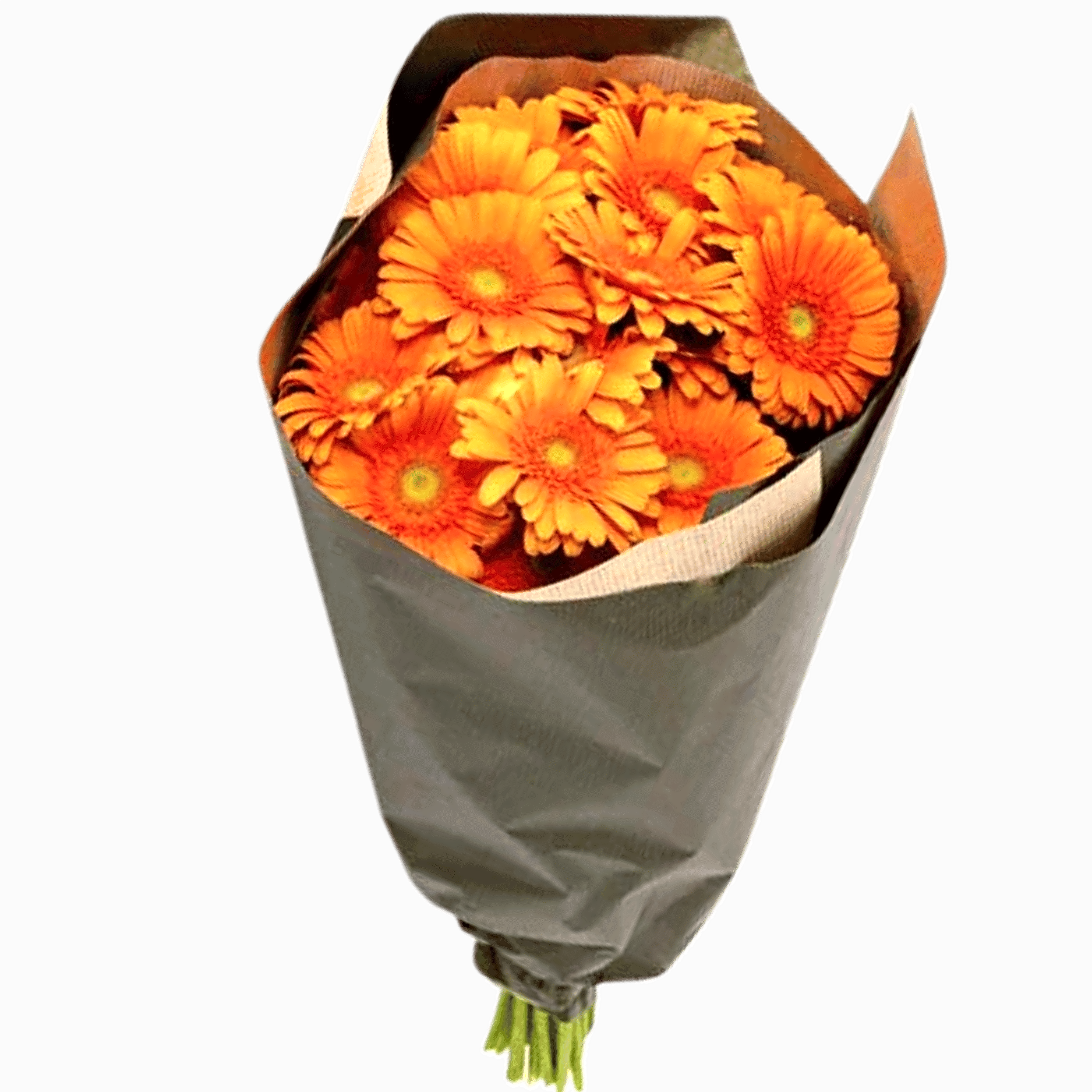 Germini Orange view 1