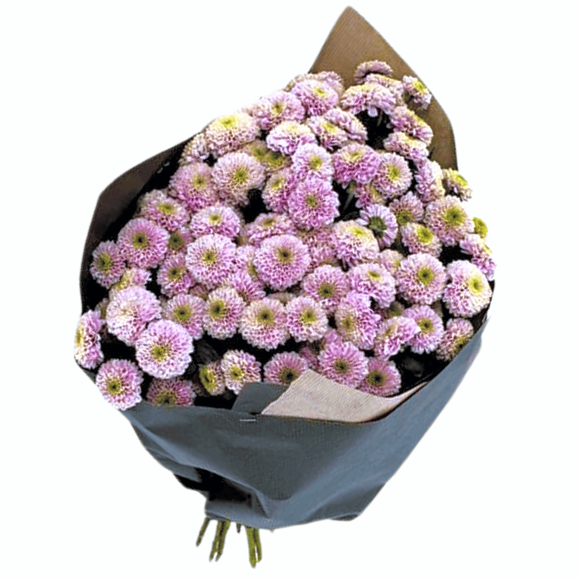 Chrysanthemen Santini Rosa view 1