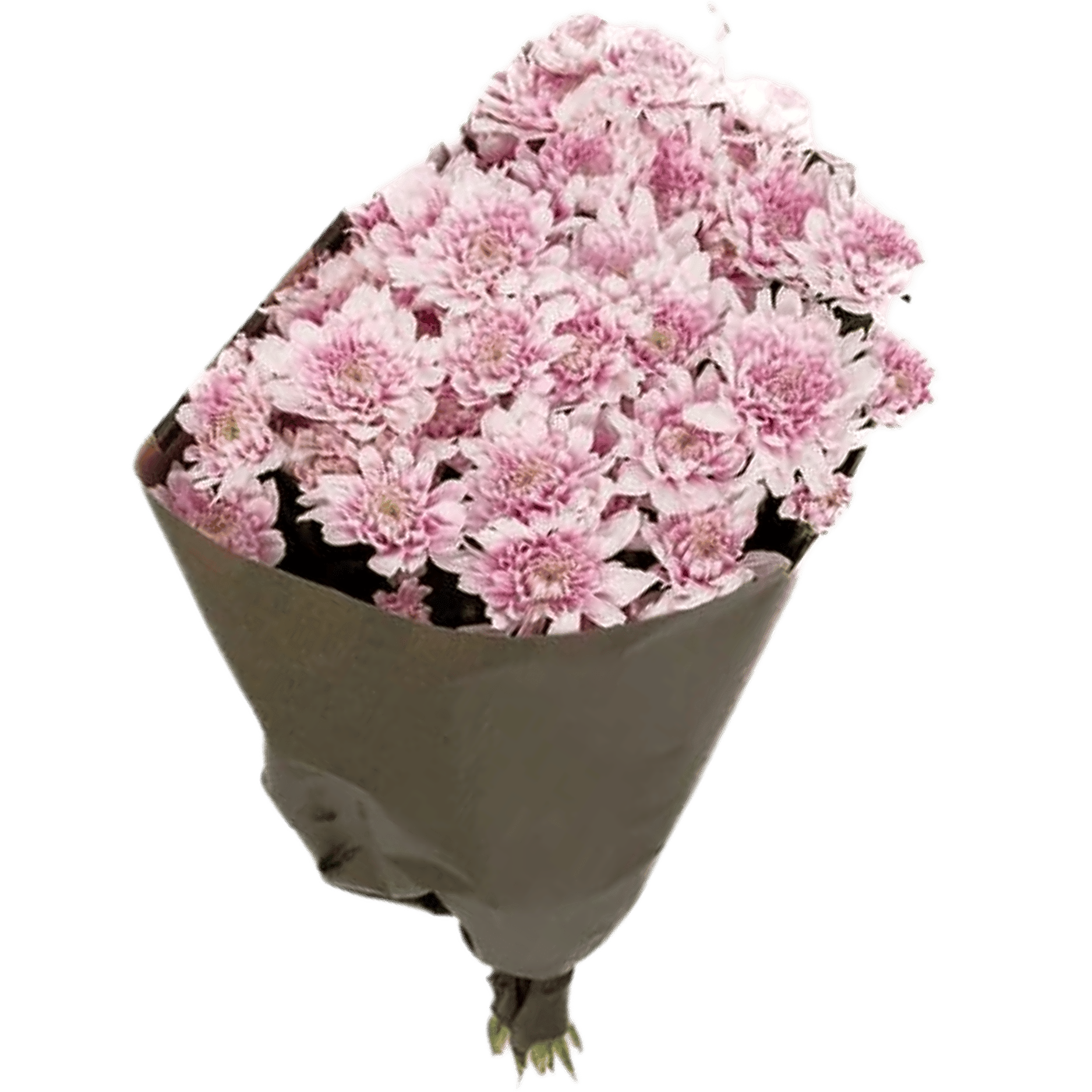 Chrysanthemen Verzweigt Rosa view 1