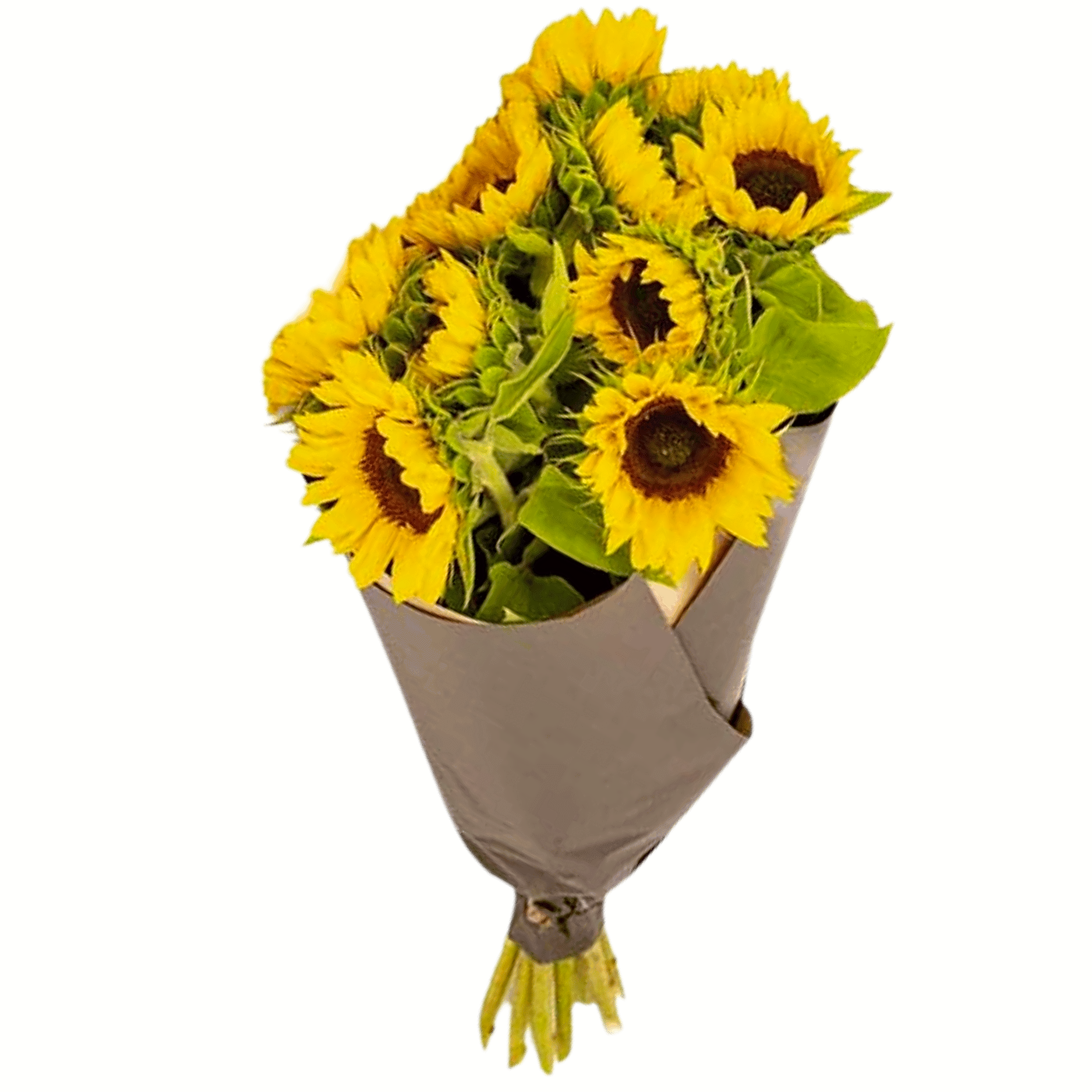 Sonnenblumen1 view 1