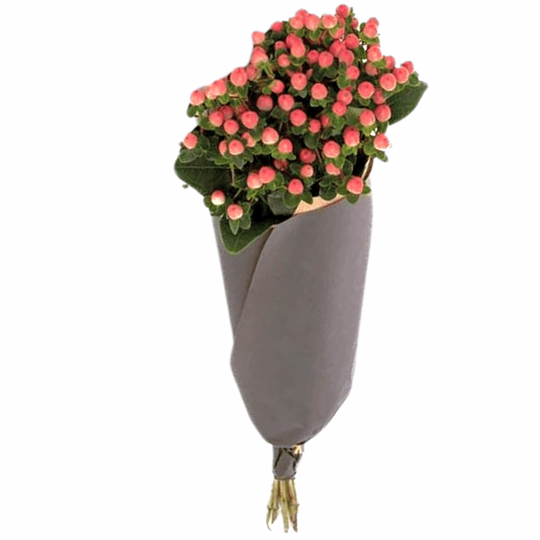 Hypericum Rosa view 1
