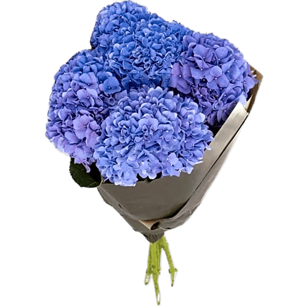 Hortensien Blau1 view 1