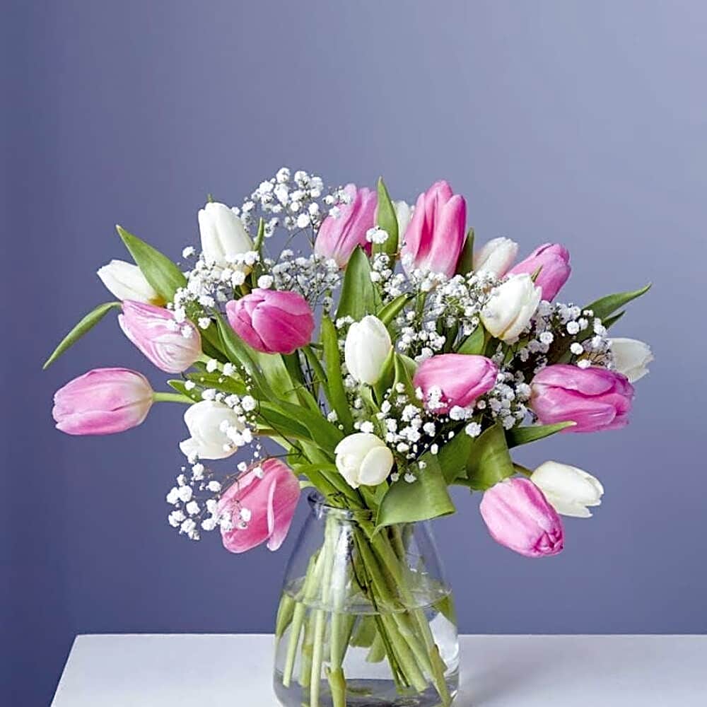 Tulip Dream view 1