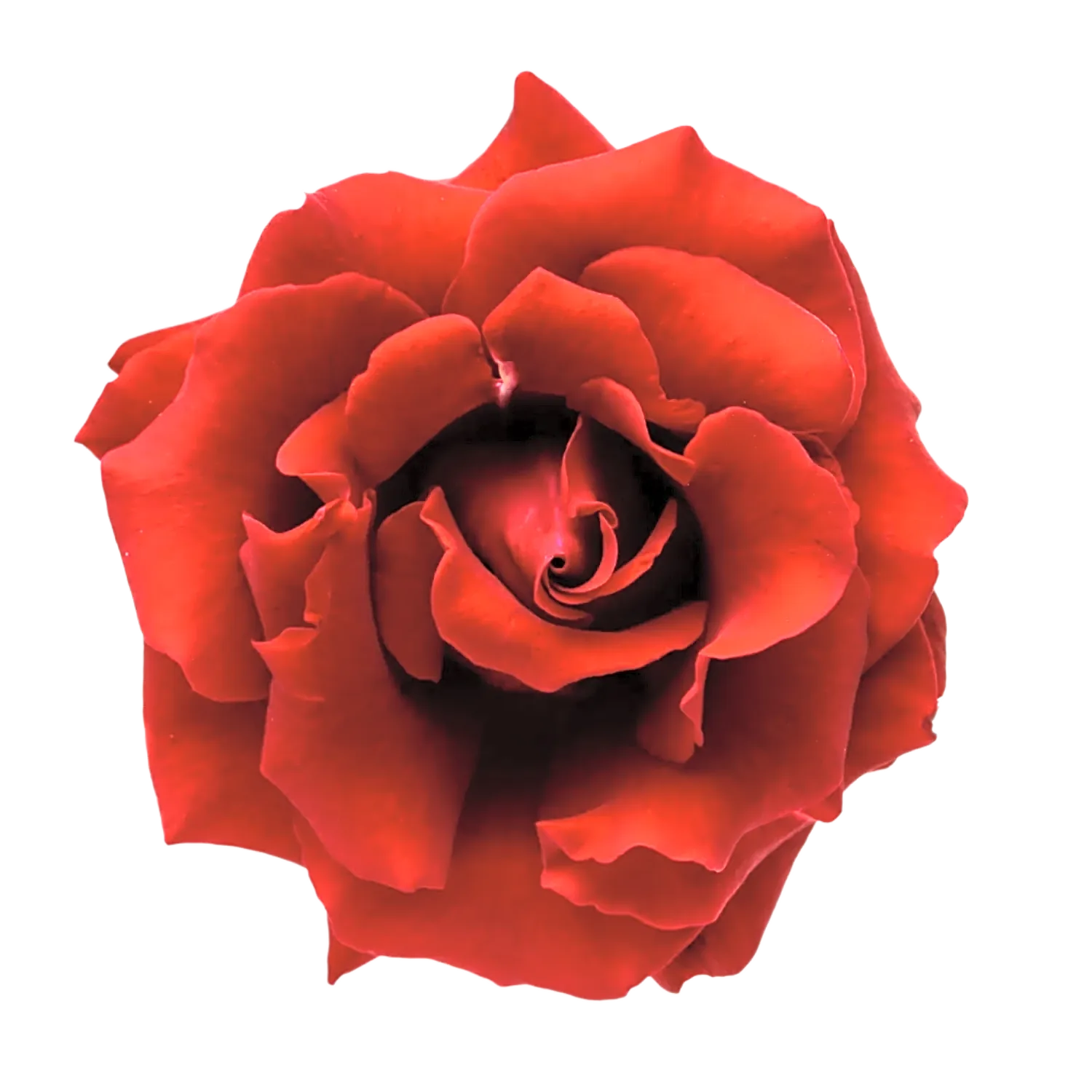 red roses view 1