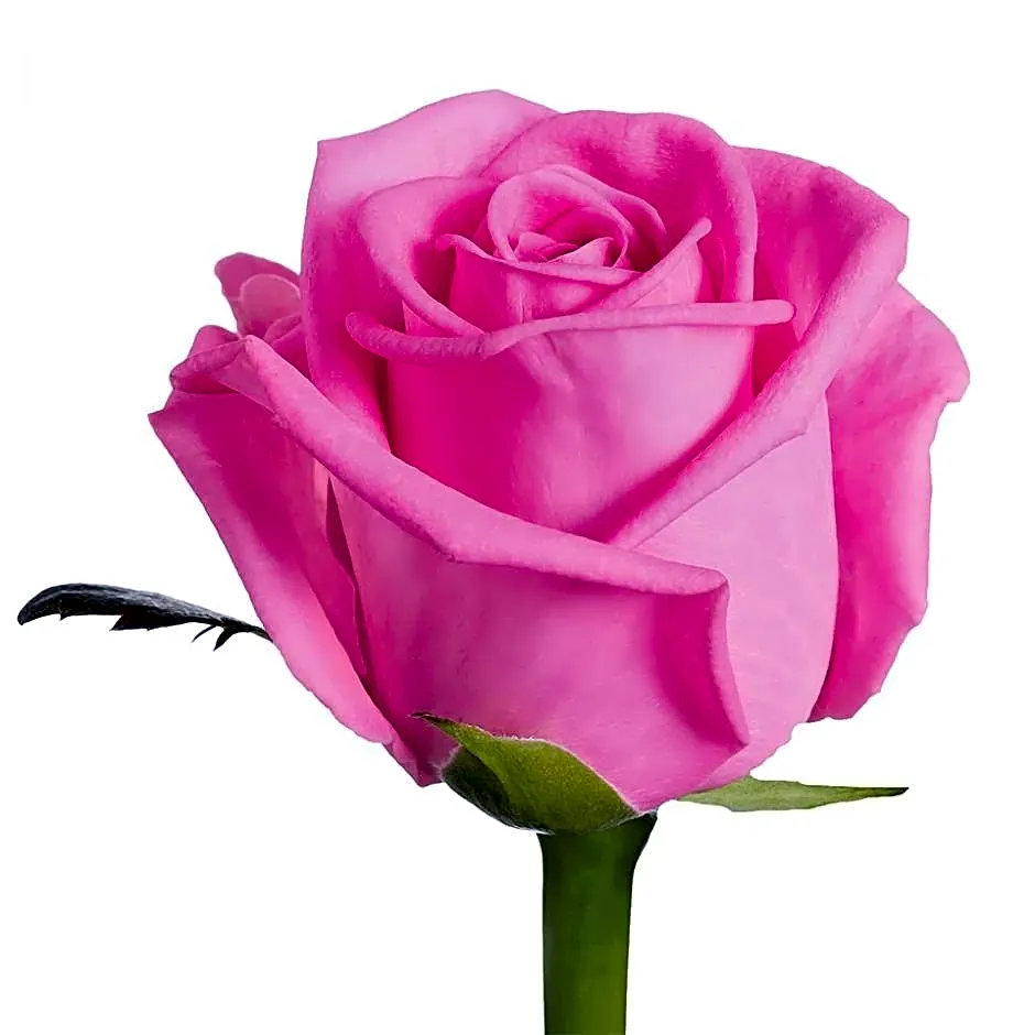 pink roses view 1