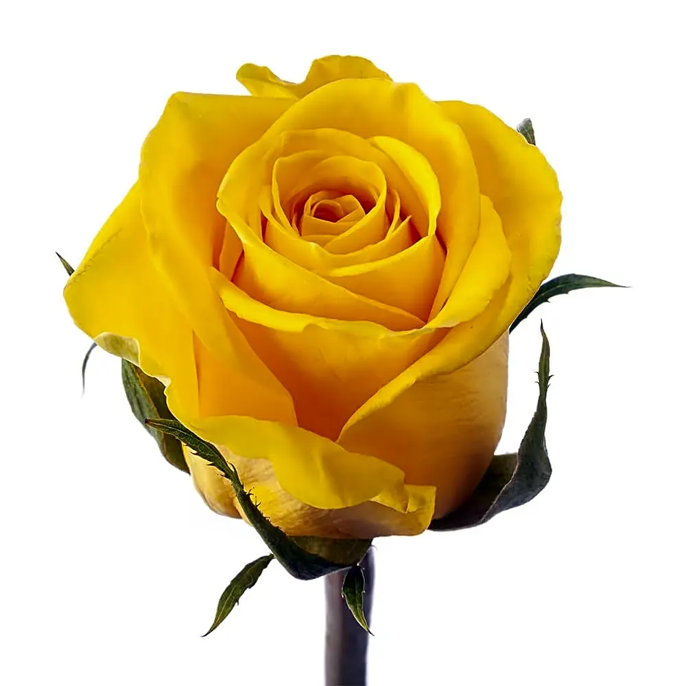 yellow roses view 1