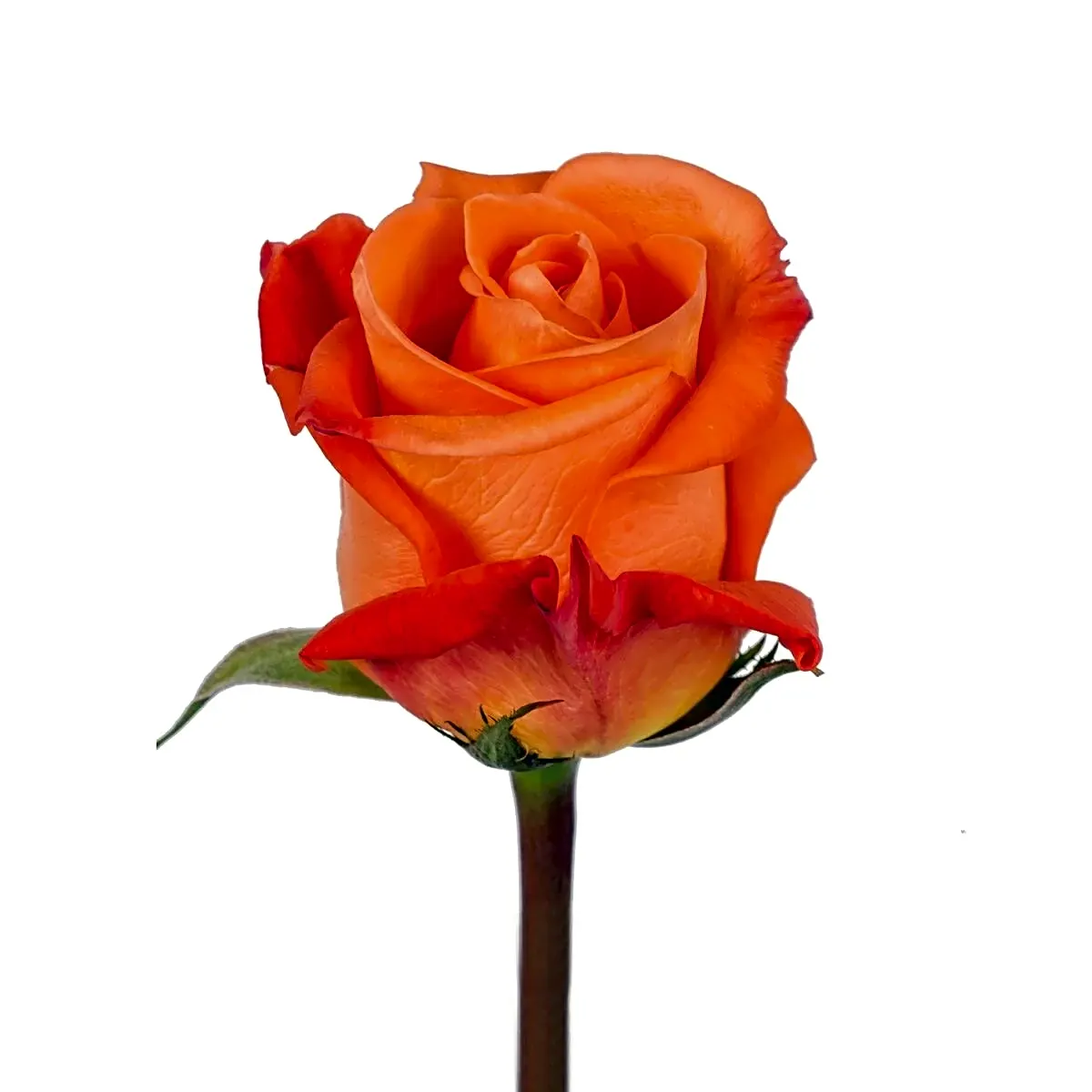 orange roses view 1