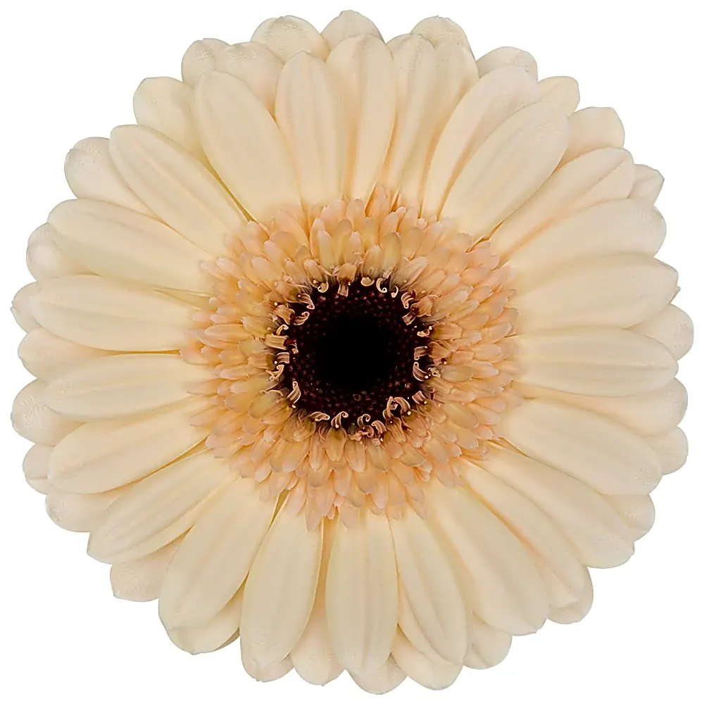 Gerbera Cafe view 1