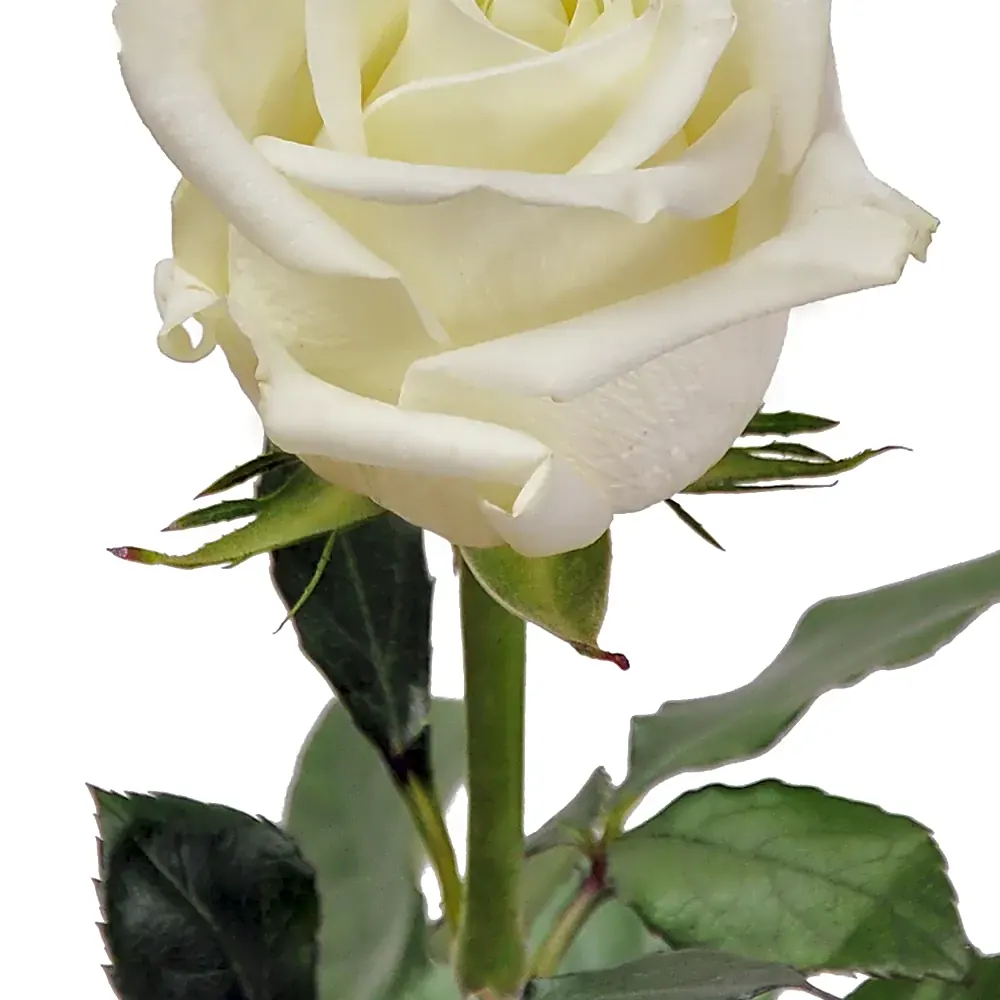 white color view 1