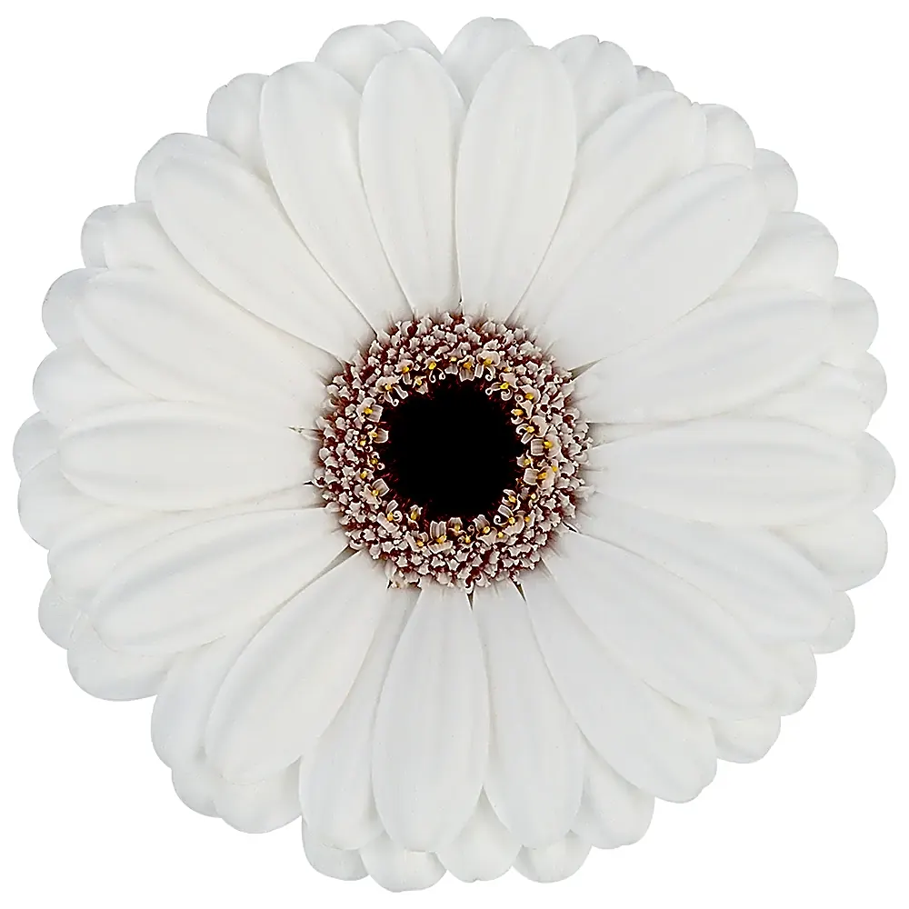 Gerbera white view 1