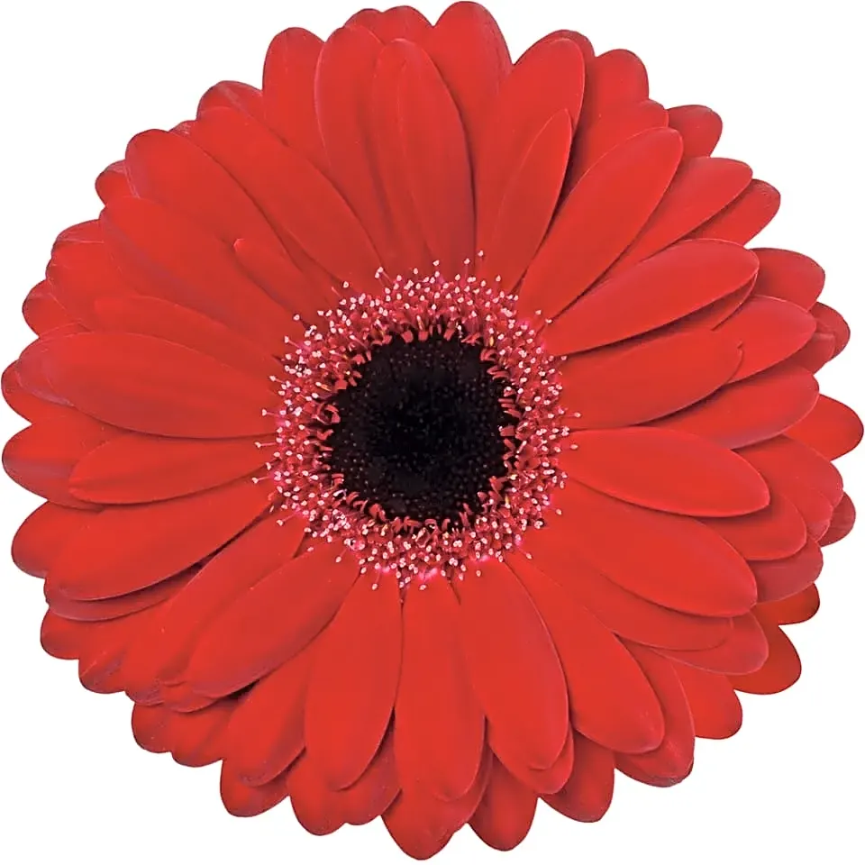 Gerbera Red view 1