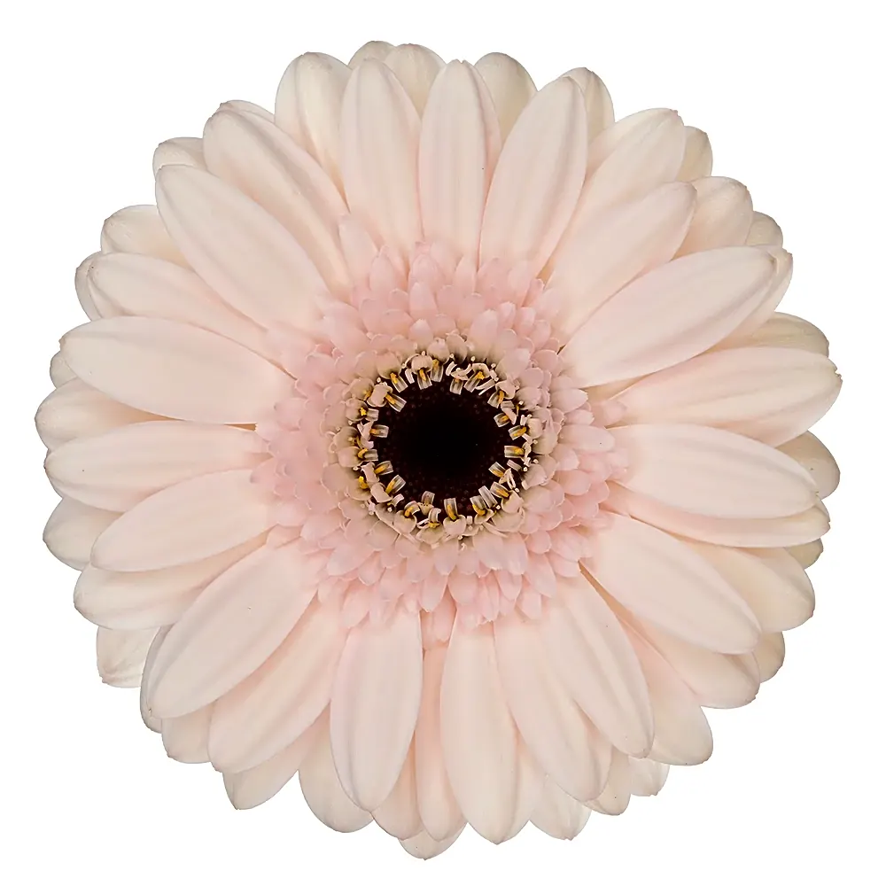 Gerbera Macaron view 1