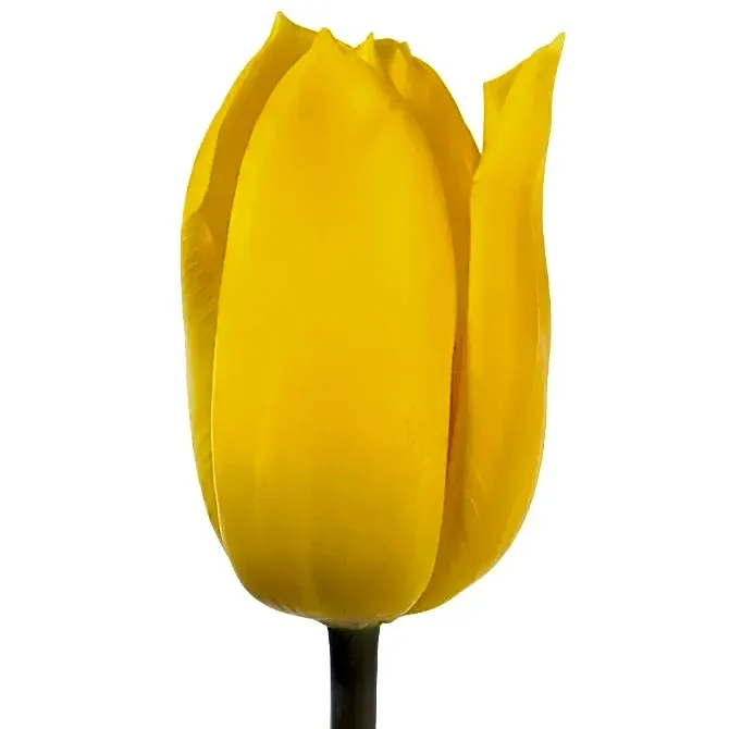 Tulip Yellow view 1