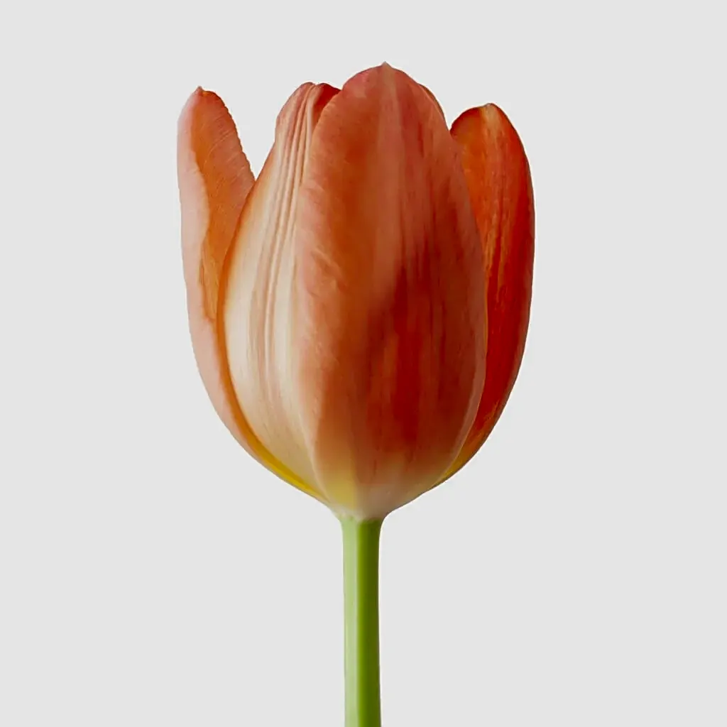Tulip Orange view 1