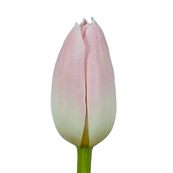 Tulip Pink view 1