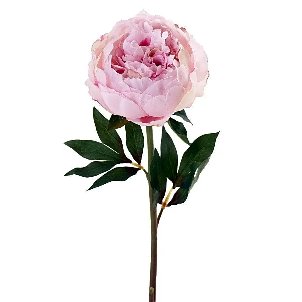 peony pink color view 1