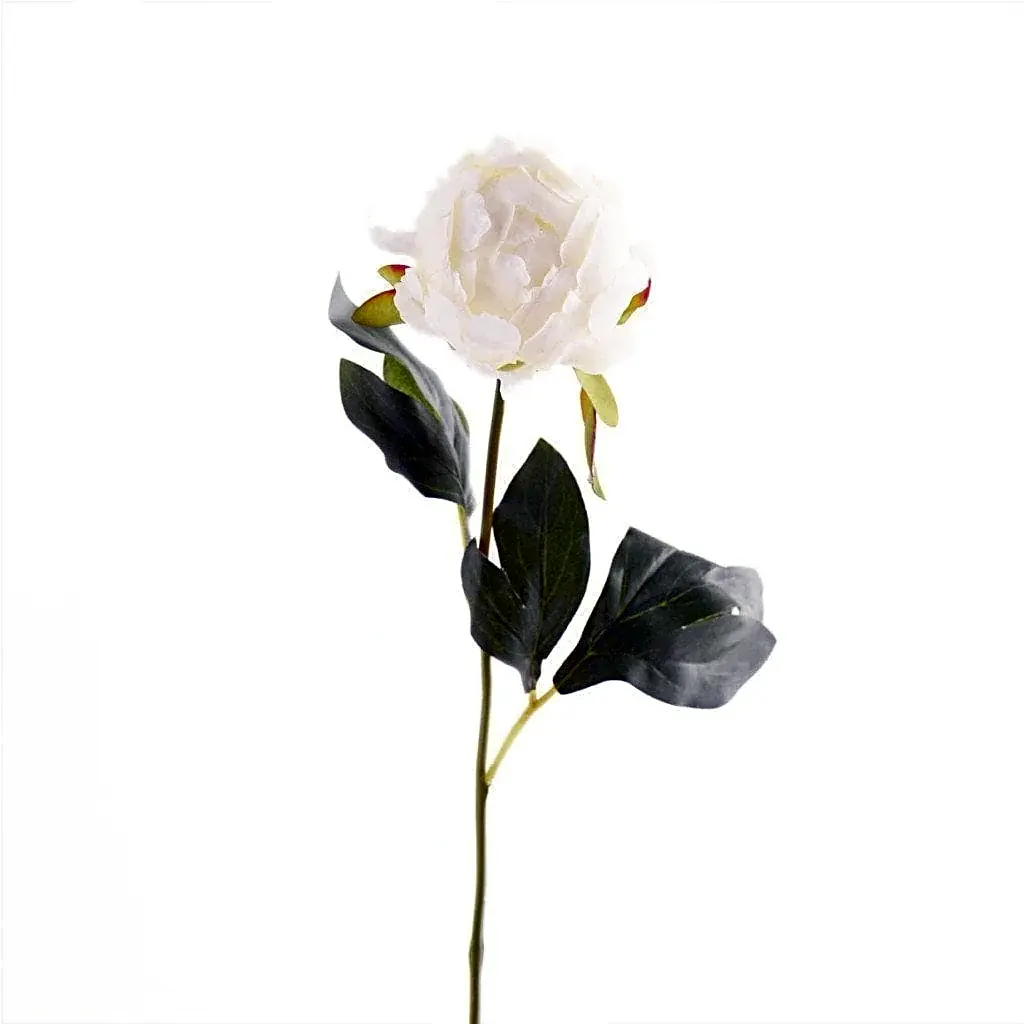peony white color view 1