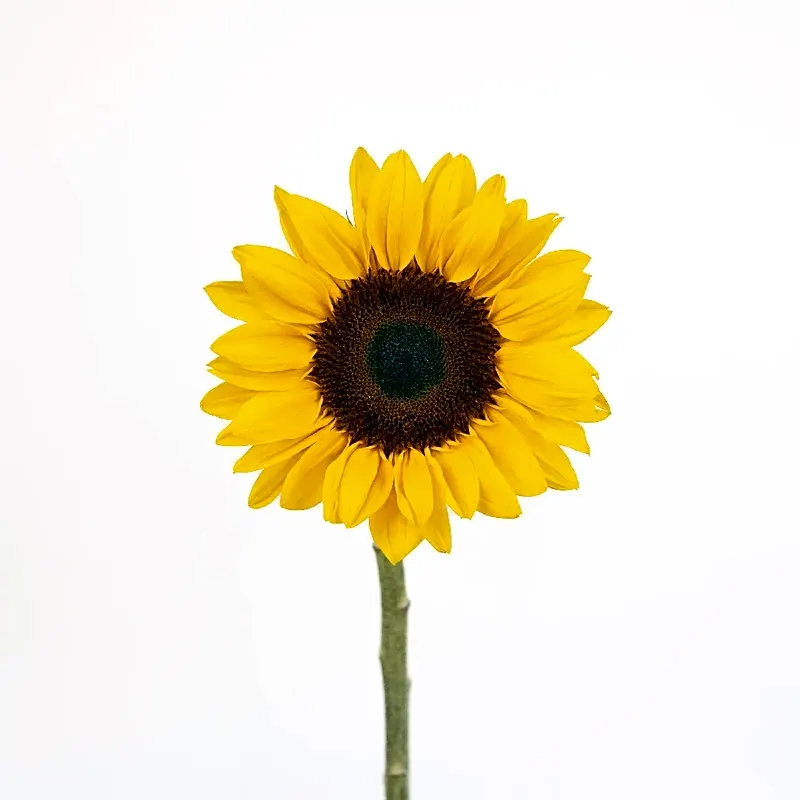 sun flower small size view 1