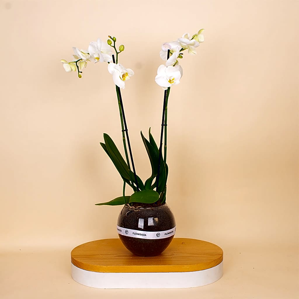 Flowrista | White Phalaenopsis Orchid Plant view 1