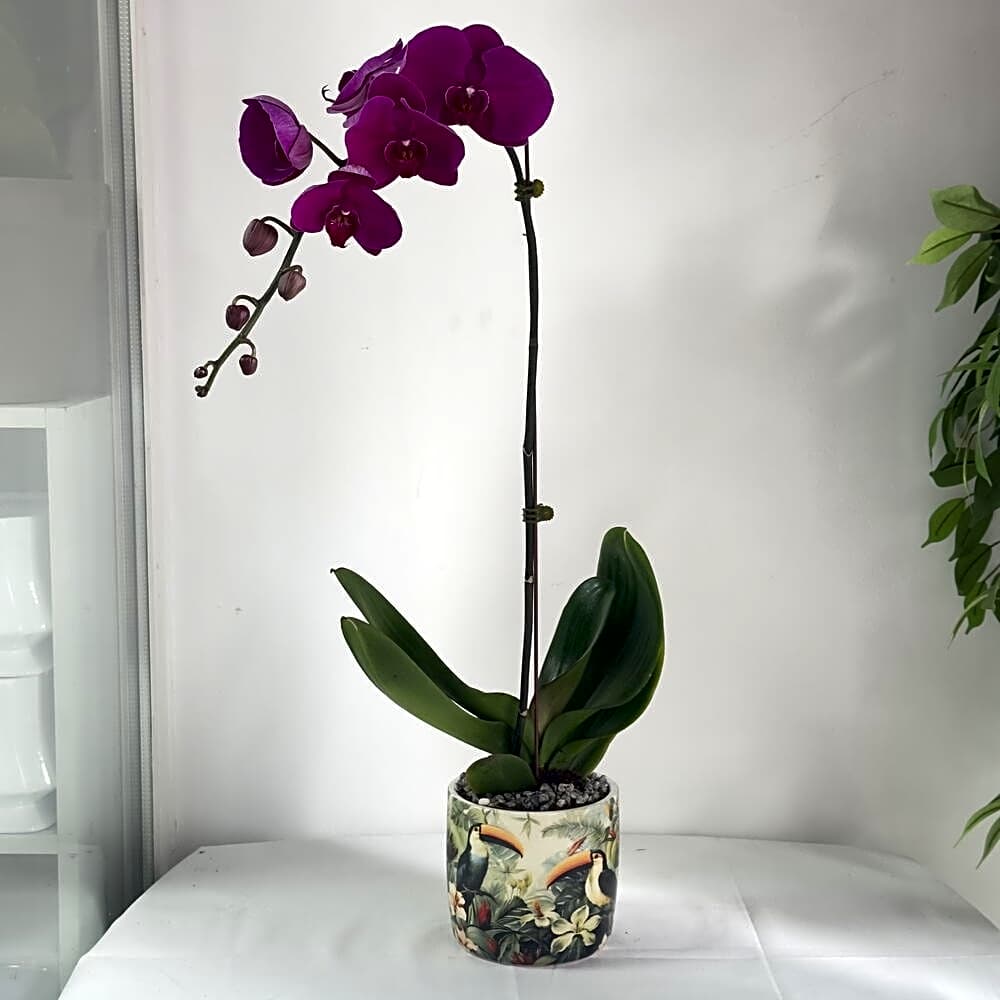 Pink Palaenopsis Orchid view 1