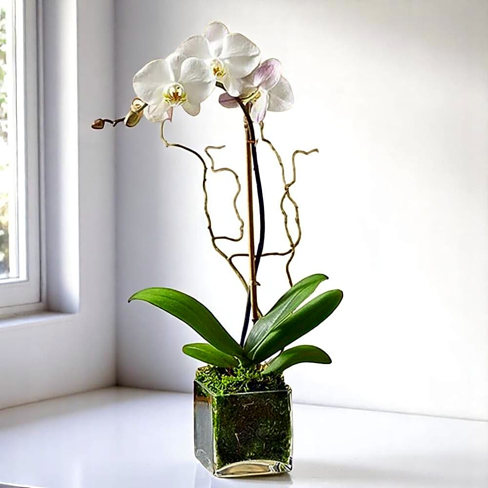 Single Orchid view 1